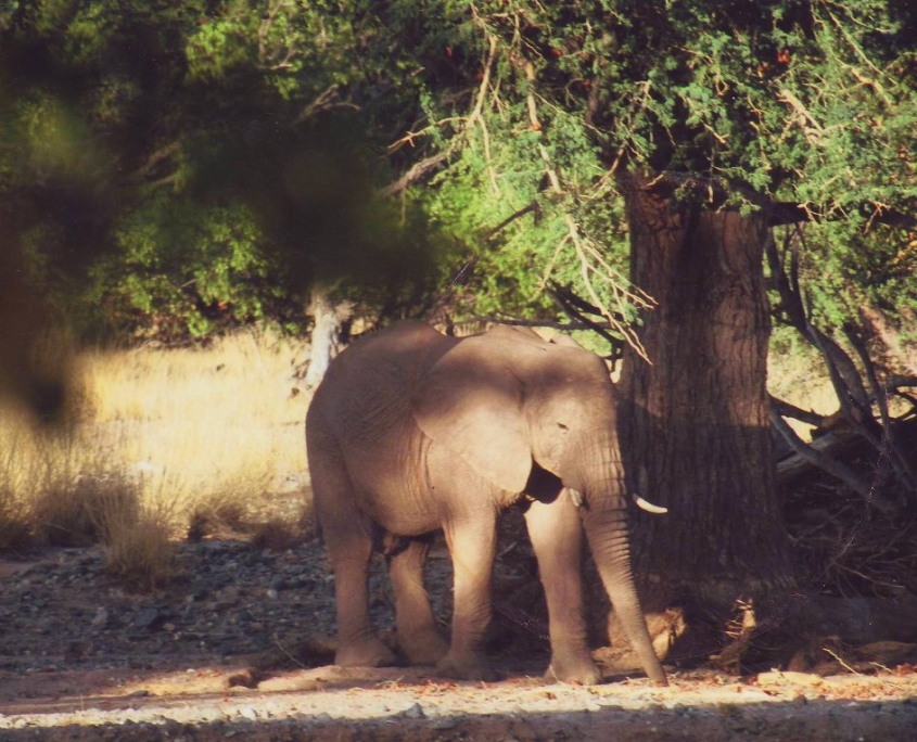Desert Elephant, Aba Huab River, Namibia
