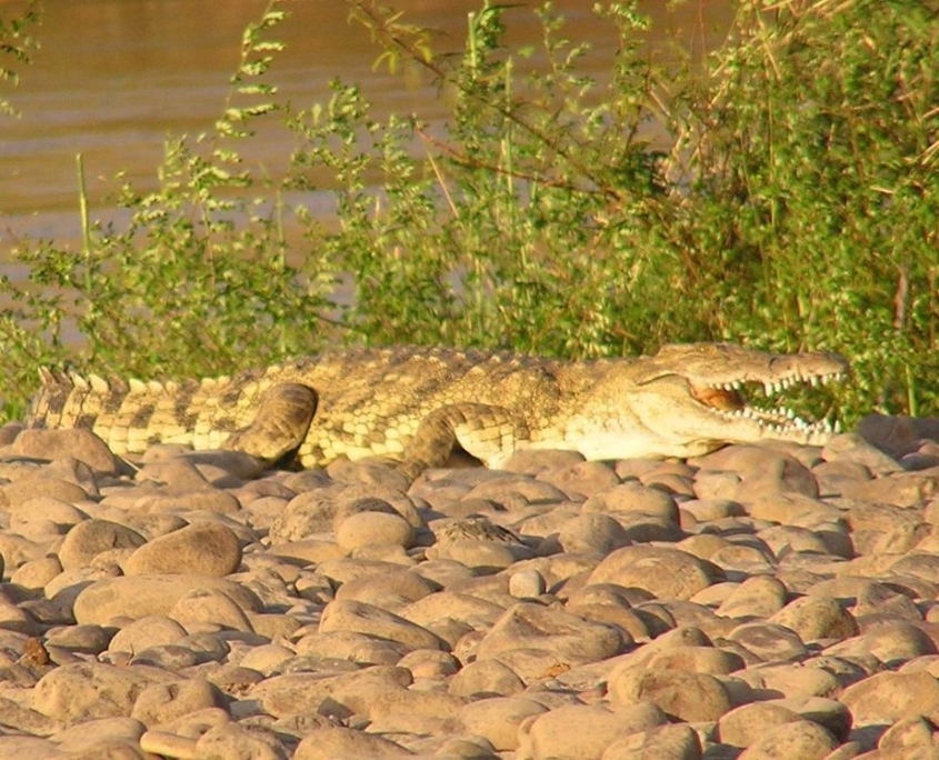Nile Crocodile At A Camp Under Ana Trees, Namibia
