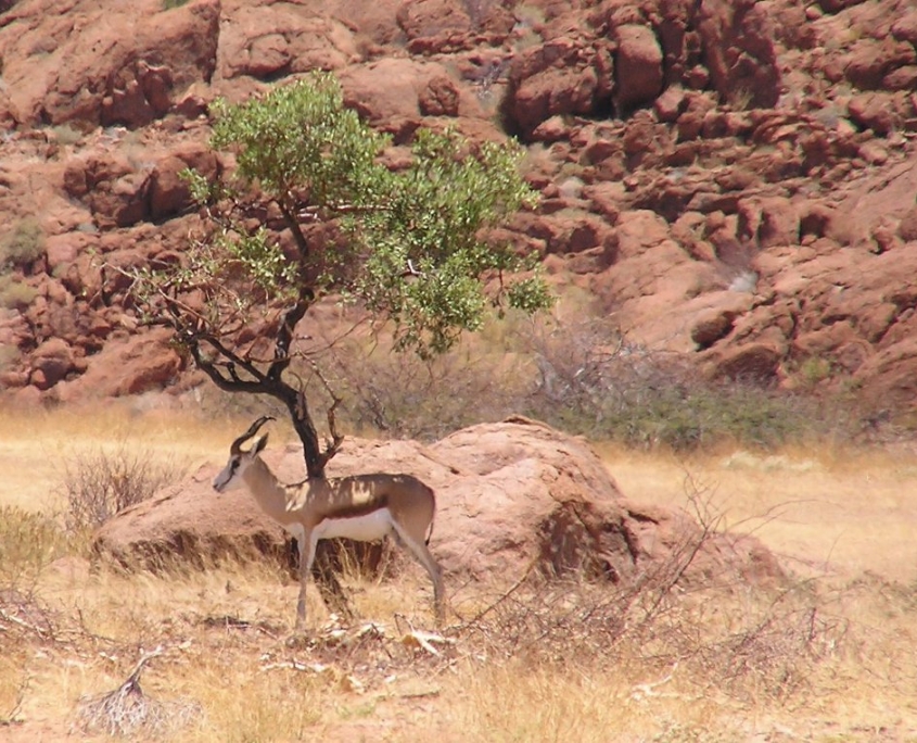 Thomson's Gazelle under an Acacia tree in Namibia